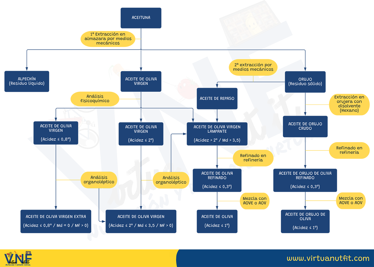 Esquema sobre el proceso de elaboración del aceite de oliva